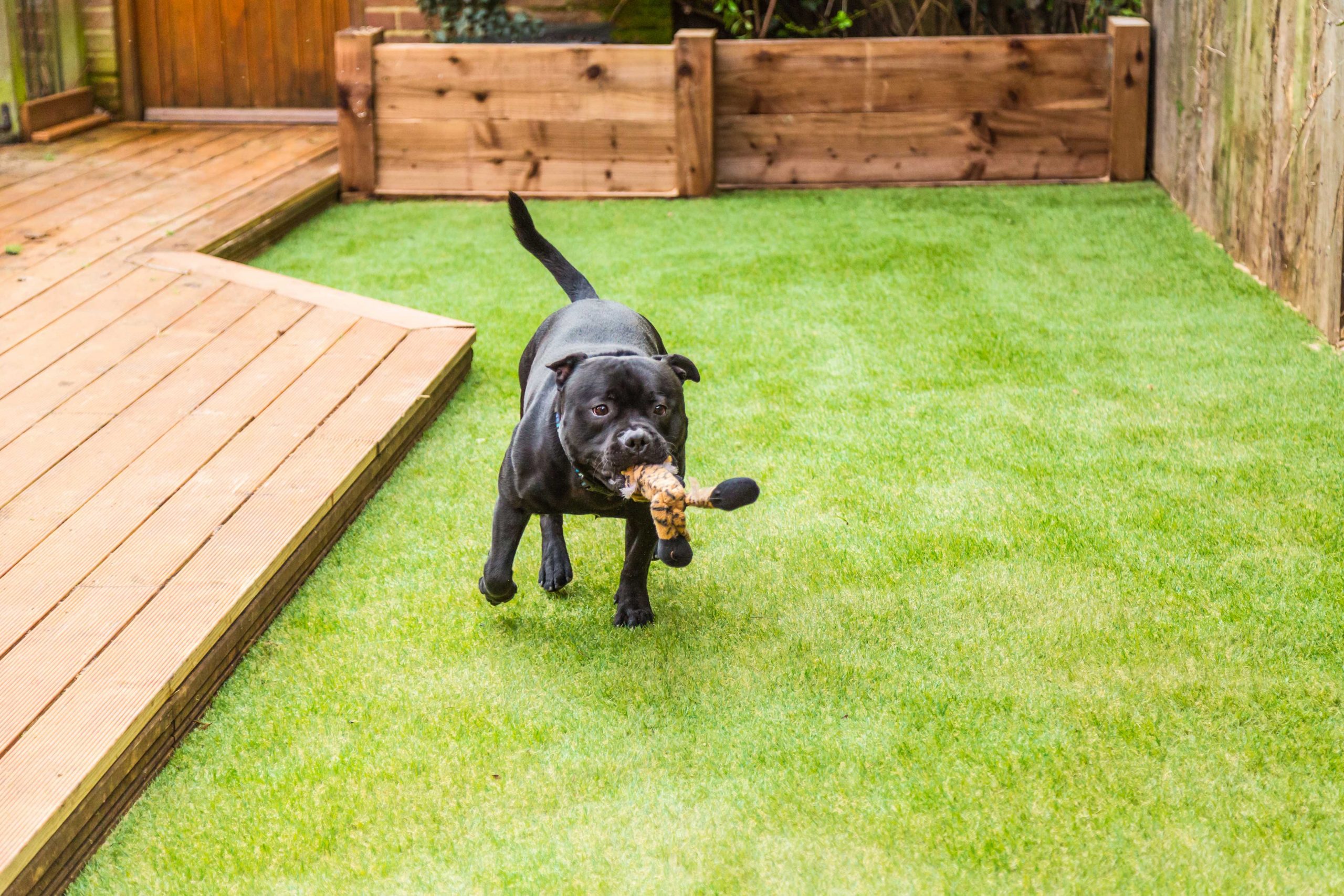 Pet-Friendly Artificial Turf in Richardson, TX